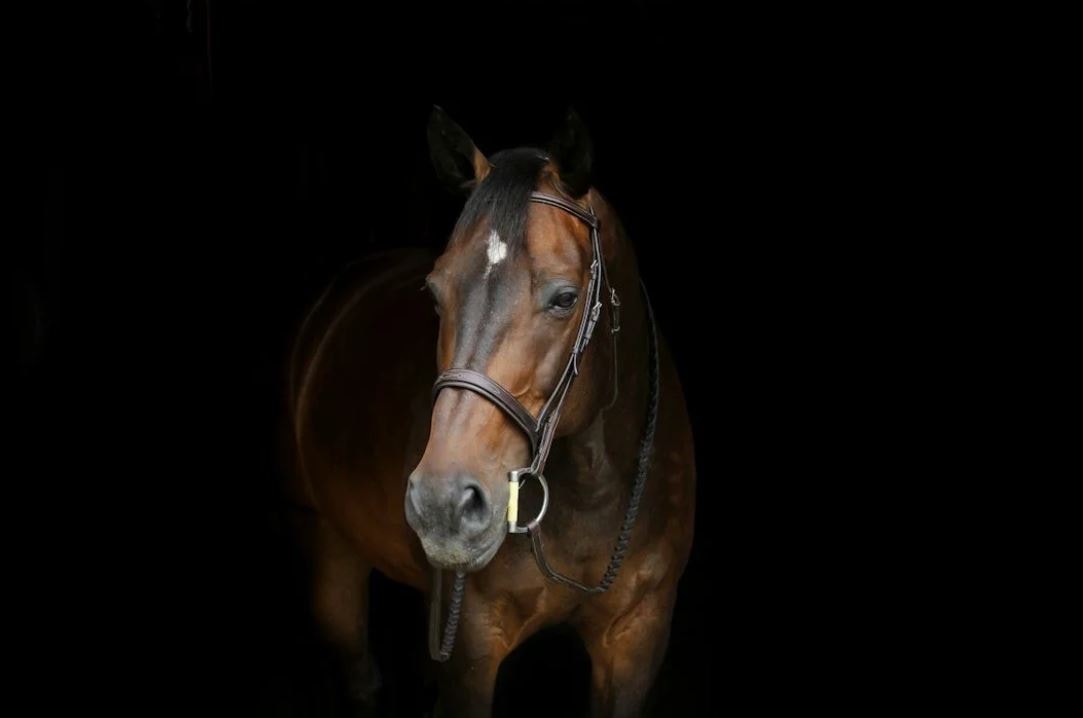 Horse portrait — ManeMessage Marketing