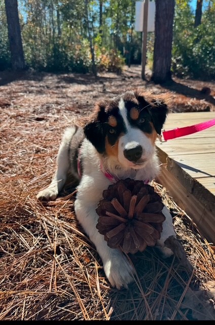 If You're a Dog Trainer, Your Website Should Be Doing This