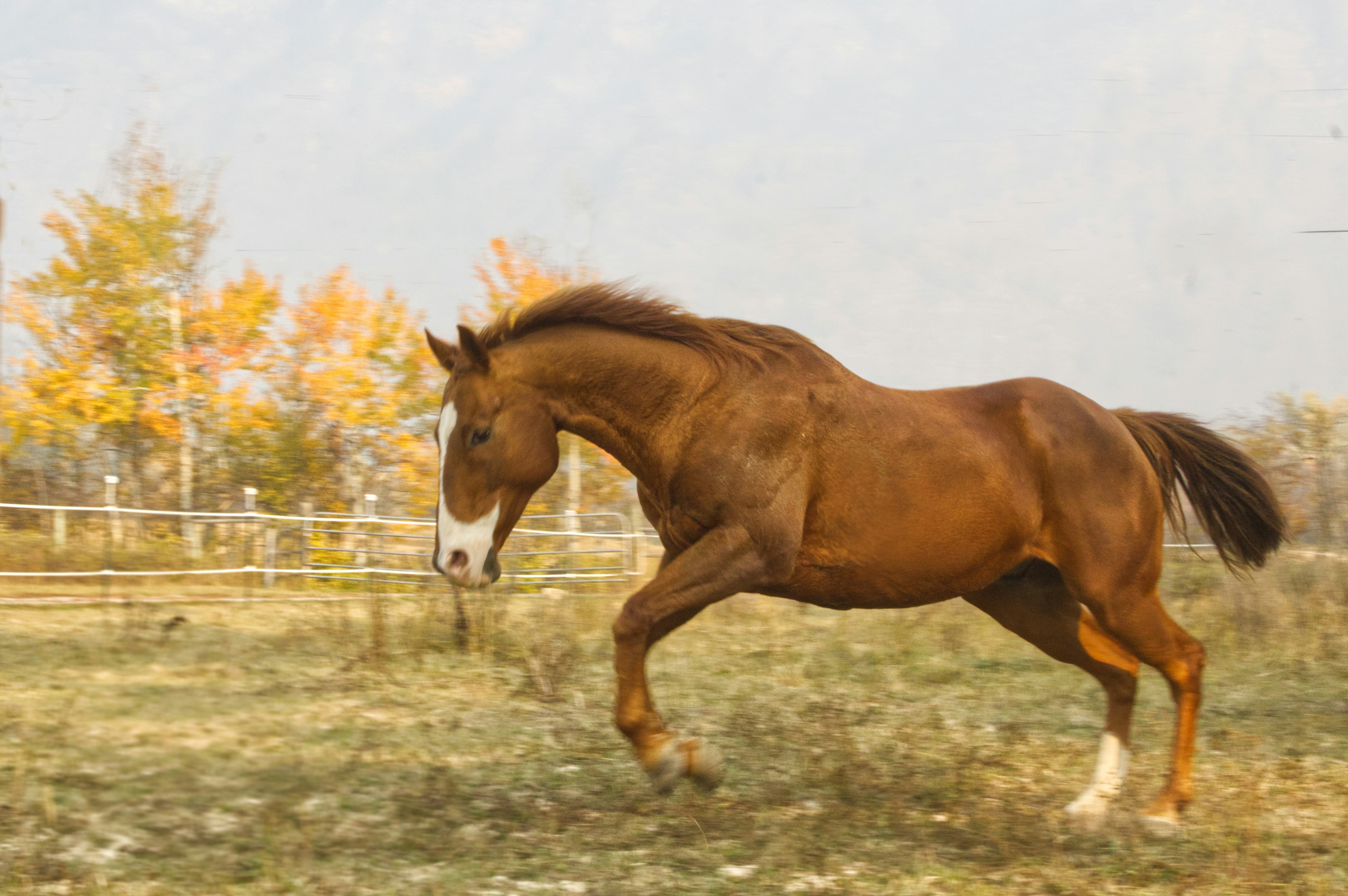 How Horse Rescues Can Better Support Their Mission Online